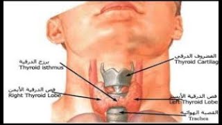 أمراض الغدة الدرقية أسبابها و أعراضها و علاجها