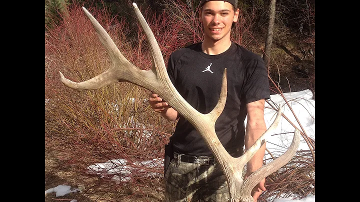 2016 Idaho Elk Shed Hunting Part 2 (Chase Harris) Brandon Pitcher
