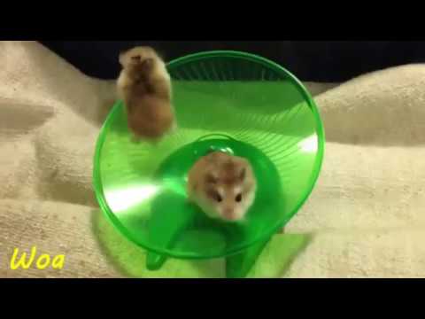 funny-animal-2016---hamster-flipping-on-magic-wheels-compilation