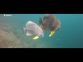Life Underwater UAE