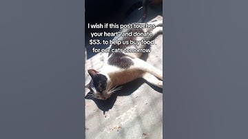 Please help and donate now through the the link in bio to save stray cats 🐈 #cat #adoptstrays