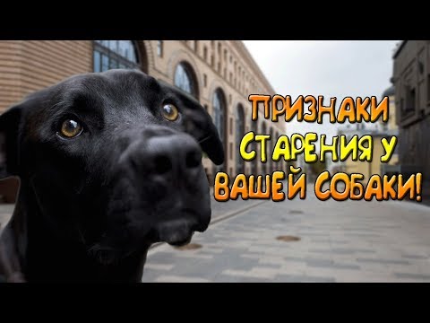 Старение вашей собаки, признаки и последствия!