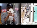 한 남자가 산에서 강아지 5남매를 데려왔더니 생긴 일ㅣWhat Happens When An Abused Dog Becomes A Mommy