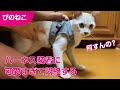 【猫と暮らし】初めてのハーネス装着してみた子猫。5カ月でSサイズは少し緩めですが、調整して脱げなくなりました。