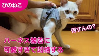【猫と暮らし】初めてのハーネス装着してみた子猫。5カ月でSサイズは少し緩めですが、調整して脱げなくなりました。