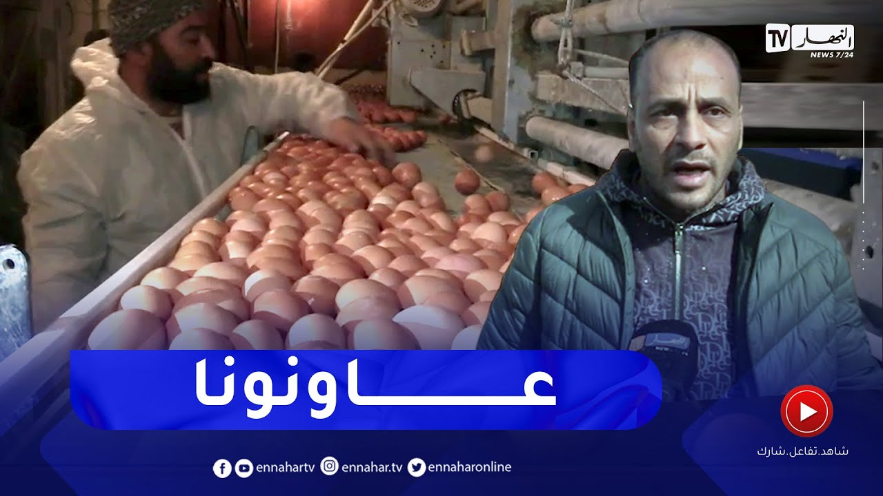 البويرة: شعبة تربية الدواجن .. مشاكل بالجملة تواجه الفلاحين