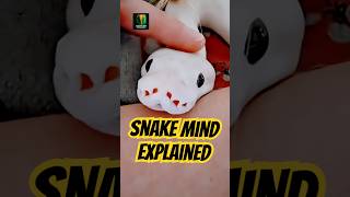 What Your Ball Python Is REALLY Thinking When You Handle It