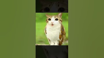Bird Meowl Cat #meowl #cat #brainrot #brainrotanimals #memes