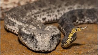 Exclusive Death Adder Snake: The World’s Deadliest and Most Venomous Snake Information