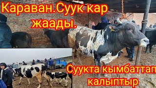 Караван мал базары.Бугунку баалар.19-Март