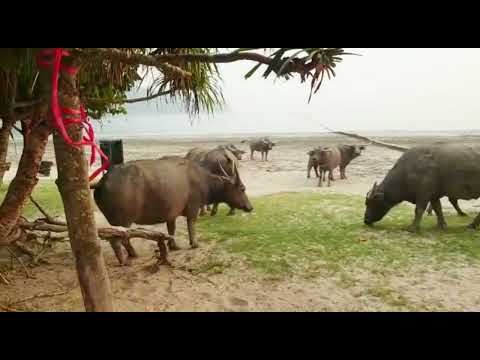 dami kalabaw sa hongkong #shorts #carabao
