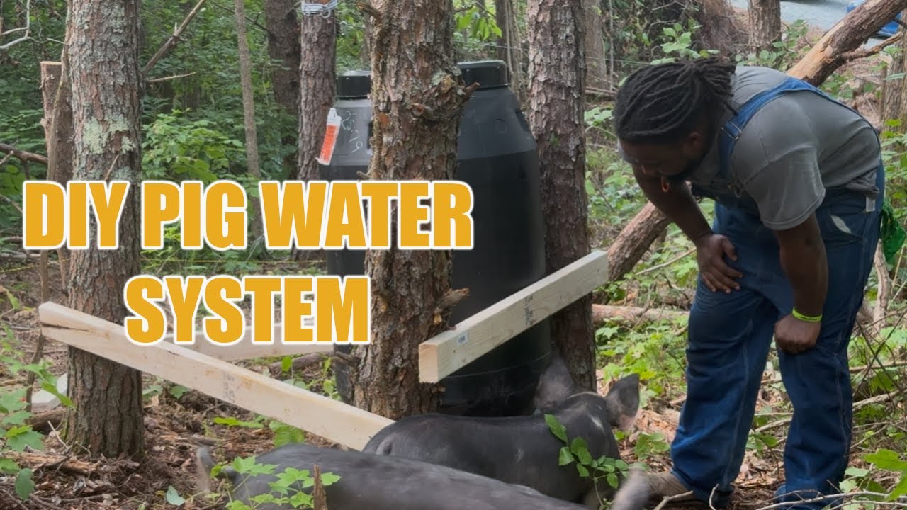 DIY Pig Water Feeder From Pickle Barrels 🐷💧”