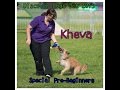 Kheva Special Pre Bs Discover Dogs 2015 Pyrenean Sheepdog の動画、YouTube動画。