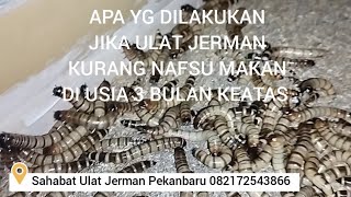 Ulat Jerman Kurang Nafsu Makan //BUDIDAYA ULAT JERMAN #superworm #mealworms @sahabatulatjermanpku