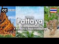 Ultimate Pattaya A Real 2-Week Journey