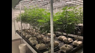 Flower room Skirting - cannabis week 2-3 of flower