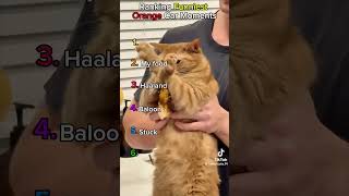 Try Not To Laugh 😂 | Funny Orange Cats #shorts
