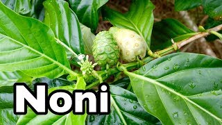 All About Noni!