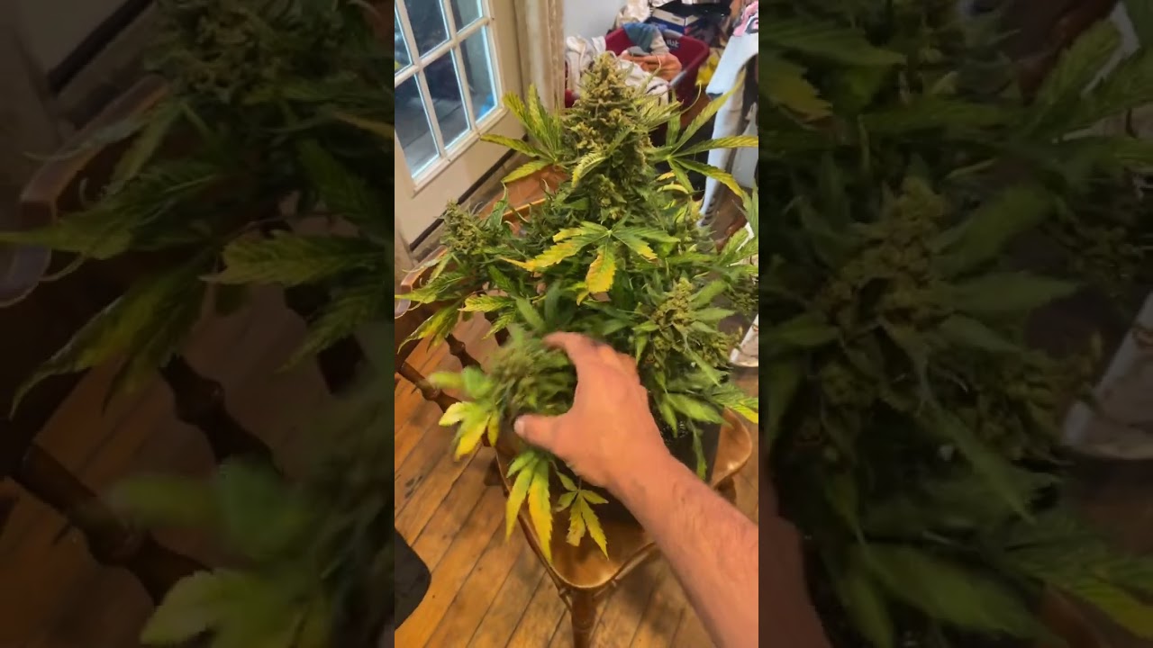 GREEN MOUNTAIN GENETICS!!!🔥🔥🔥🔥