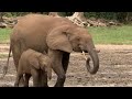 Welcome To The Elephant Oasis | Natural World Forest Elephants | BBC Earth