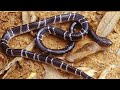 रात मे ही बाहर निकलता है ये जहरीला साप | Hindi करैत, Marathi मण्यार,  English Common krait snake