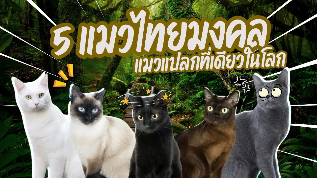 Тайские кошки, тайская родословная, живое наследие, выращивайте их, и вы добьётесь успеха! | Pet ...