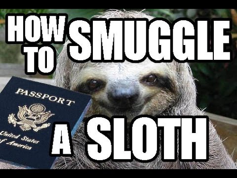 how-to-smuggle-a-sloth-(part-4-of-4)