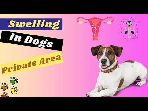 14 Causes of Swelling in Private Area and Vaginitis in Dogs | Treatment & Prevention