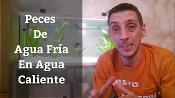 ¿Qué ocurre si el agua de la pecera está demasiado fría?