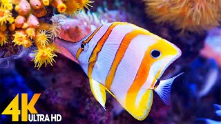 3 HOURS of 4K Underwater Wonders + Relaxing Music - The Best 4K Sea Animals for Relaxation(4K UHD)