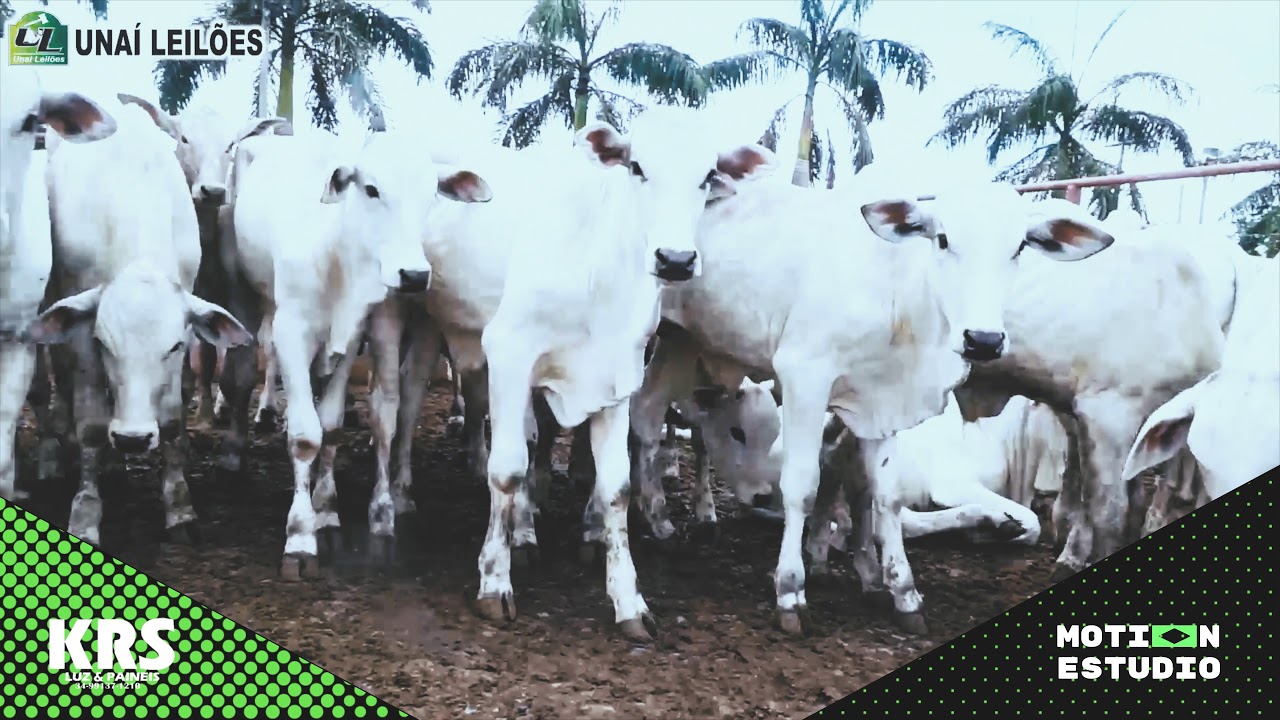 Making of - Leilão Unai Leiloes e Faz Lajinha 4k