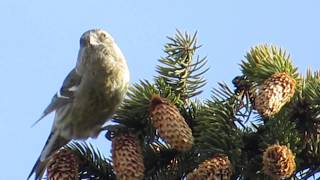 01 Клёст белокрылый (Loxia lucoptera) 21.11.2019. Москва