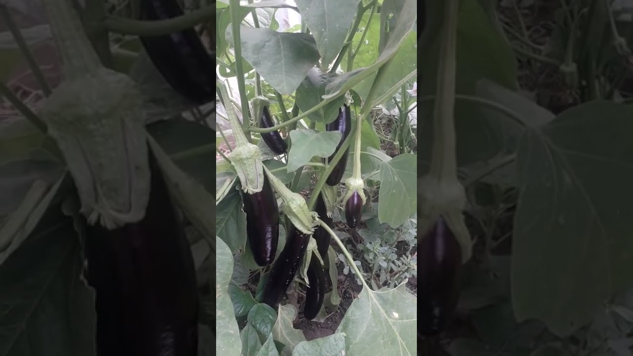 how to grow eggplant 2022 How to Grow Flavorful Eggplant shorts how