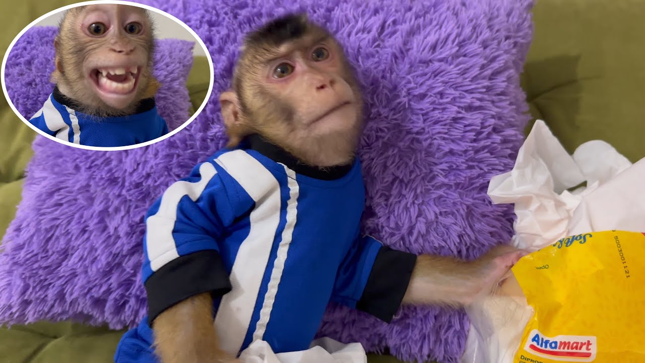 Вы не поверите, что пугает обезьяну-альфу, пока он не расстроится! 🤯 Мама это заметила?