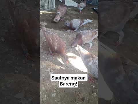 Shorts Saatnya Makan Bareng Merpati Gambir ku