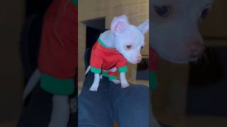 PUPPY TRIES TO BITE HIS ARM OFF AND FLY 🧚🏽‍♂️🪰 #puppy #famousshorts #viral #shorts #cute #funny