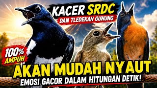 Download lagu AMPUH BIKIN TLEDEKAN GUNUNG, KACER DAN SRDC CEPAT EMOSI