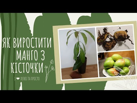 Як виростити МАНГО з кісточки. Догляд за МАНГО.