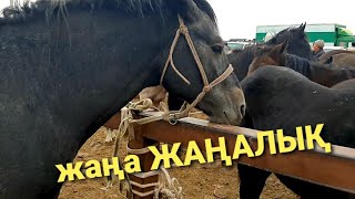 Малбазар Узынагаш Алматы видео 🔥🔥 27.09.20