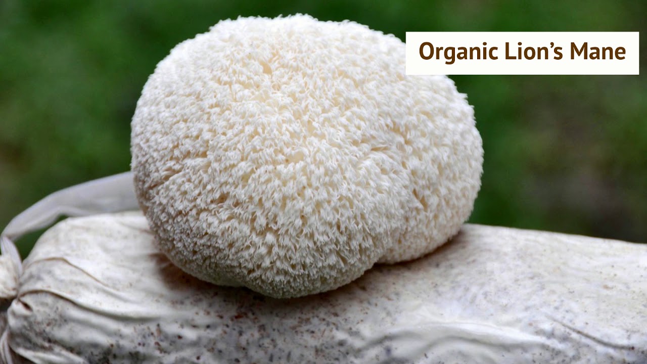 Boost Immune System - Ultimate Shrooms - YouTube