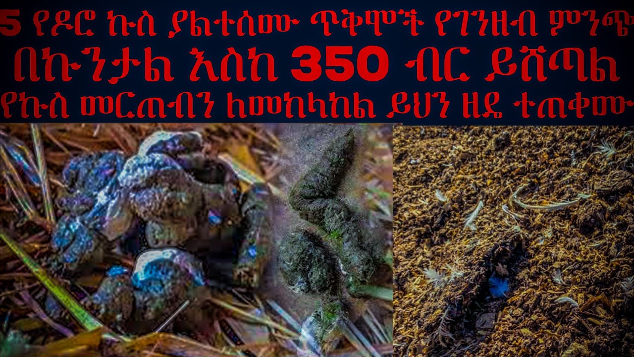 ጉዳችሁን ስሙ ኩስ ያስጠላል ለምትሉ ሰዎች ! ተወዳዳሪ የማይገኝለት የዶሮ ኩስ ለከብቶች ለማድለቢያ በኩንታል እስከ 340 የሚሸጥ ኩስ እየበሰበሰ ላስቸገራችሁ