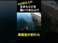 500匹以上の生きたエビを撒いてみたら高級魚が釣れた⁉︎【エビ撒き釣り】 #エビ撒き #フカセ釣り #温排水