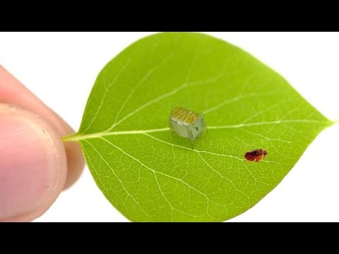 Gangs Insect Gang Stalking Insects: Micro Robots the Size of a Flea! Surveillance ...