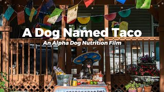 A Dog Named Taco: An Alpha Dog Nutrition Film by Alpha Dog Nutrition 302 views 1 year ago 5 minutes, 45 seconds