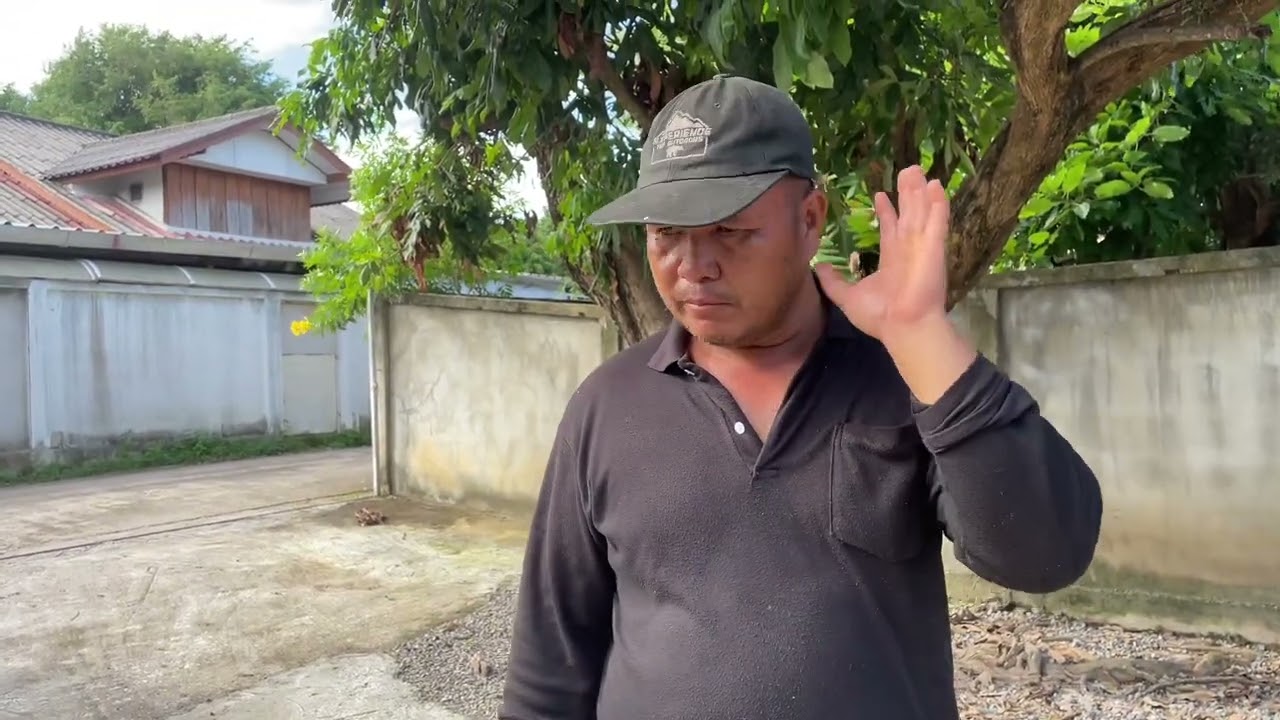 ลำไยถ้าร่วงมาก หยุดใส่ปุ๋ยก่อน