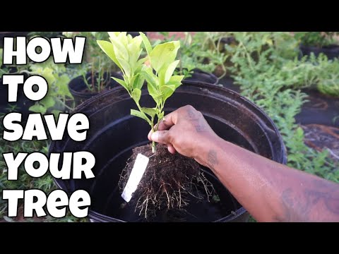 How to Save your Fruit Tree