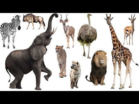 Animal Sounds. AFRICA. Zebra, Impala, Cheetah, Giraffe, Lion, Wildebeest, Meerkat, Kudu, Elephant