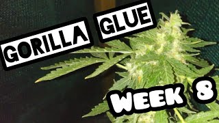 Gorilla Glue autoflower week 8 growers Choice seeds review outdoor Auto home grow cannabis