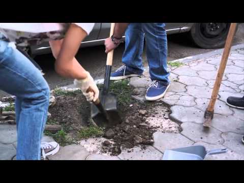 თბილისის გამწვანება