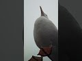 Птицы атакуэйшен #subscribe #birds #птицы #небожители #reggae #music #funny #shortvideo
